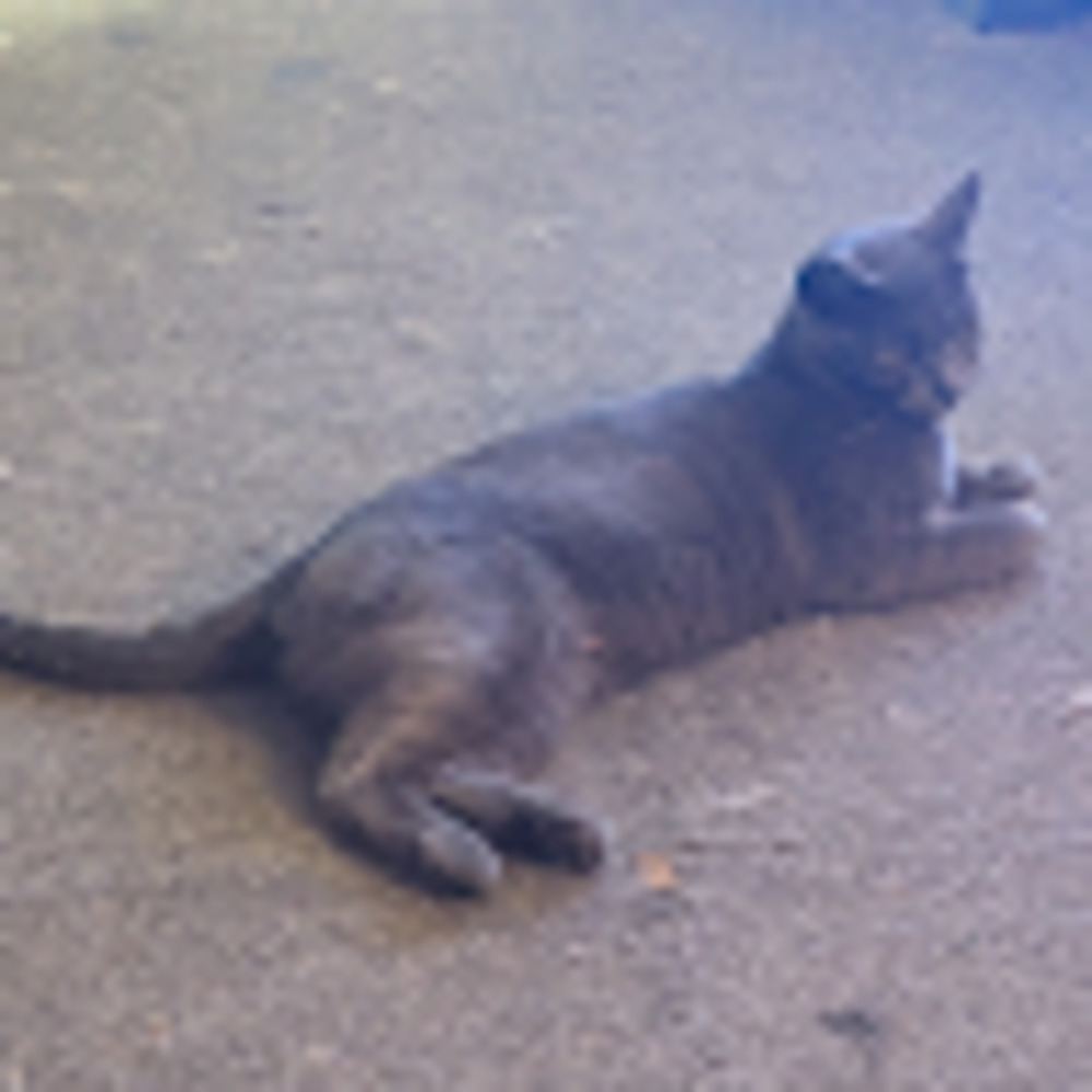 Meet your Posher, Misty